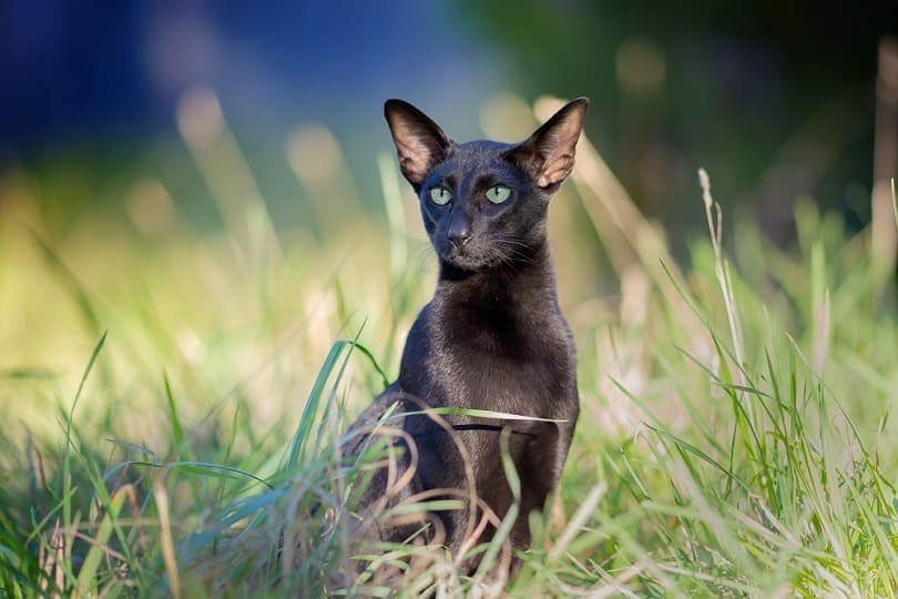 Ebony Oriental Shorthair in the grass