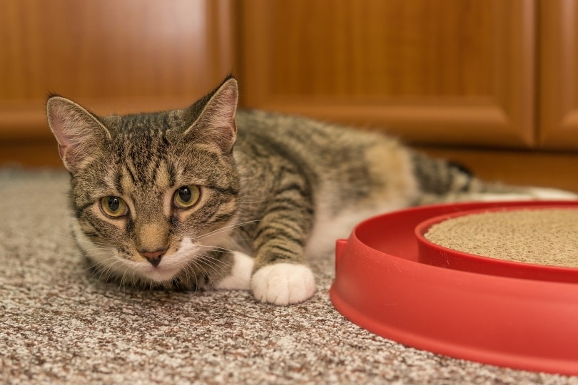 European shorthair cat playing