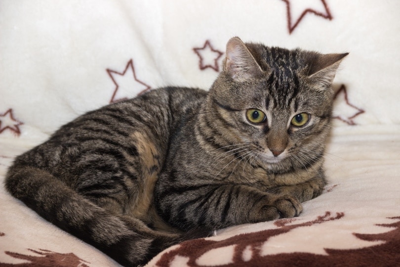 European shorthair cat
