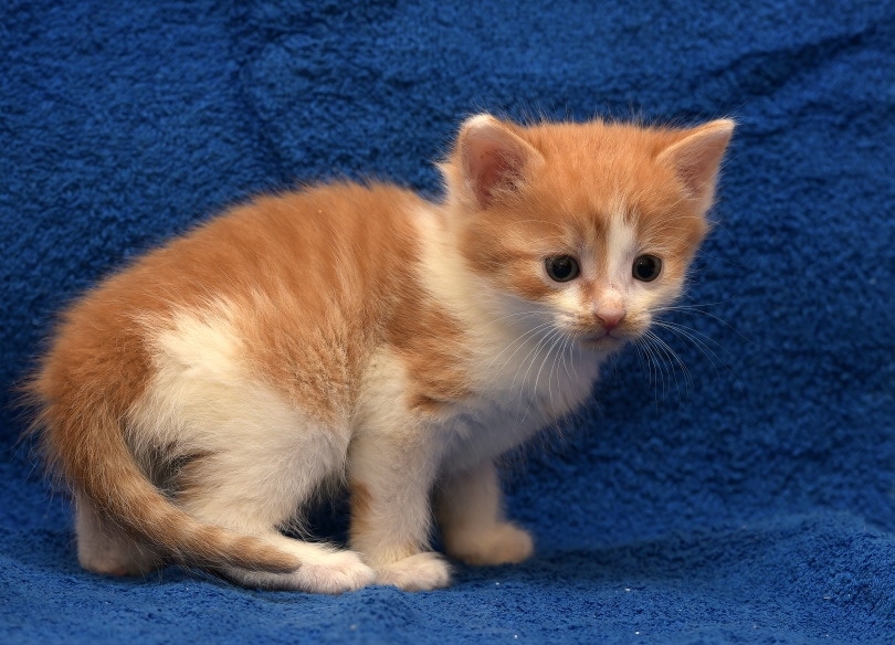 European shorthair kitten