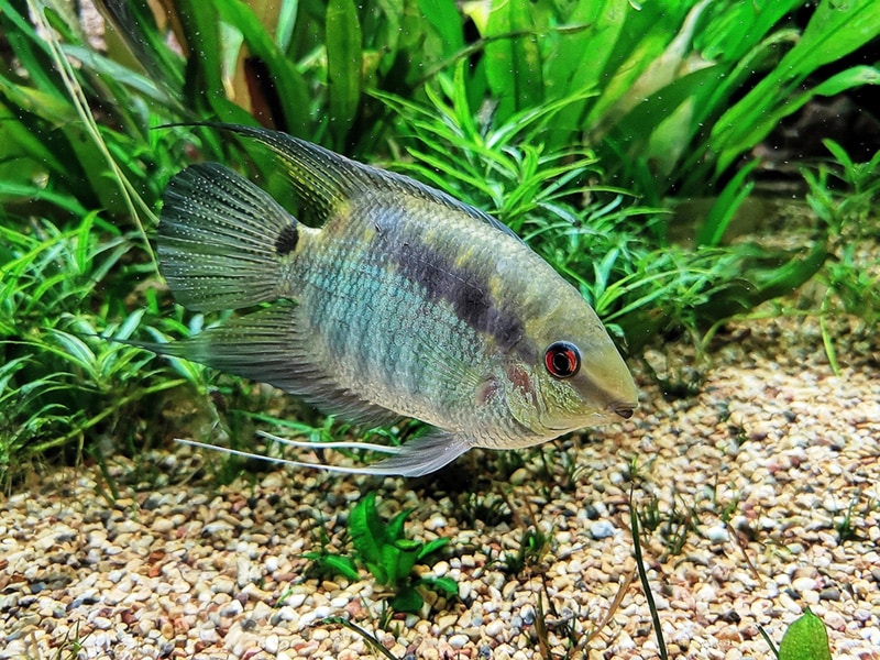 Flag cichlid