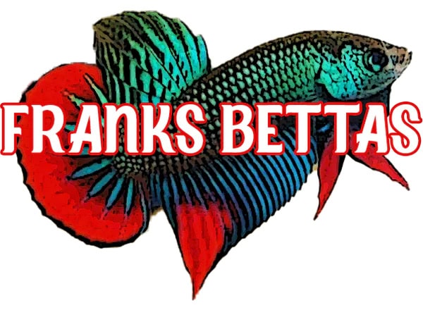 Franks Bettas