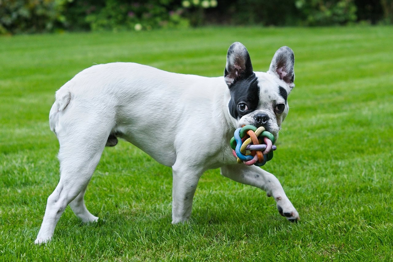French Bulldog with a toy in its mouth