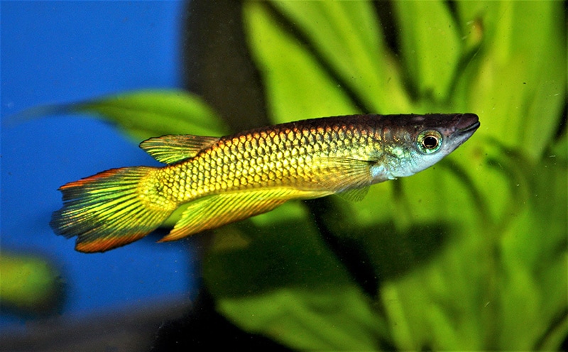 Golden Wonder Killifish