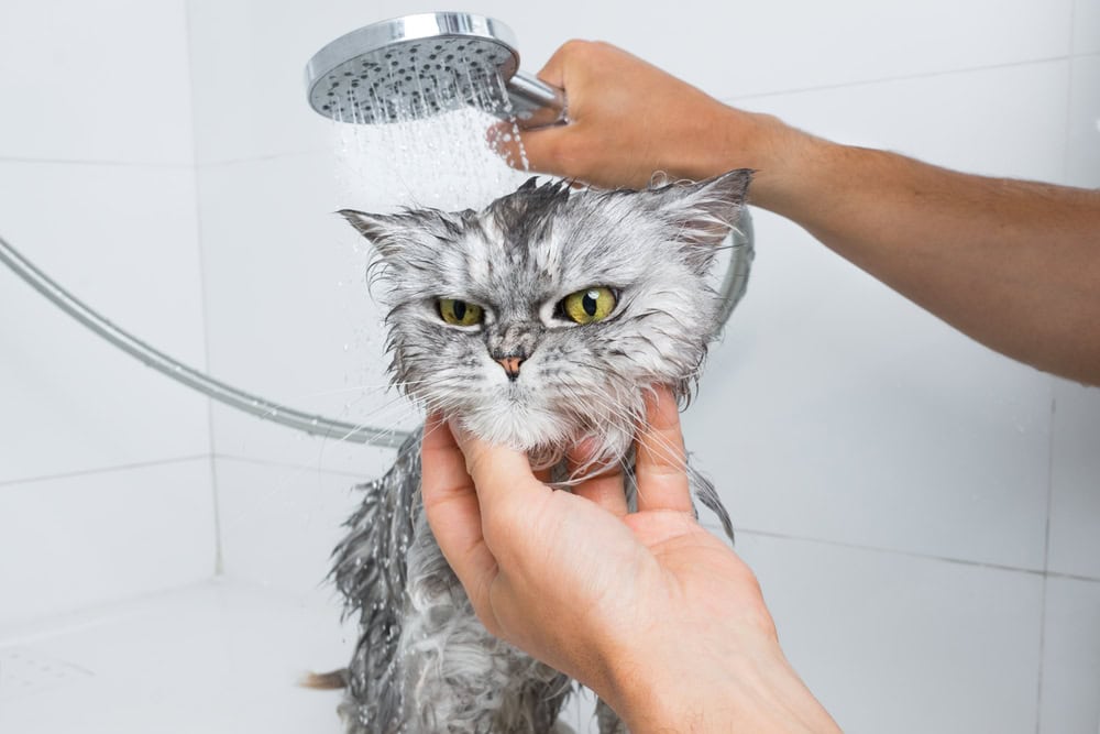 Gray Prsian cat taking a bath
