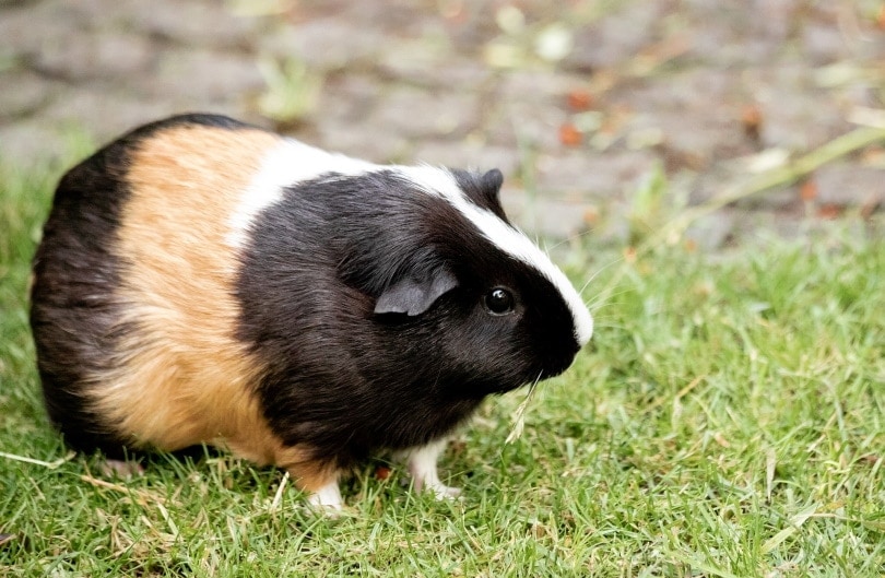 Guinea pig in grass