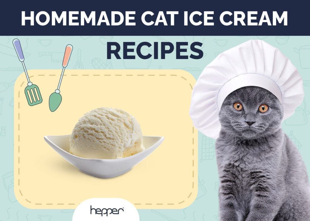 Homemade Cat Ice Cream Recipes