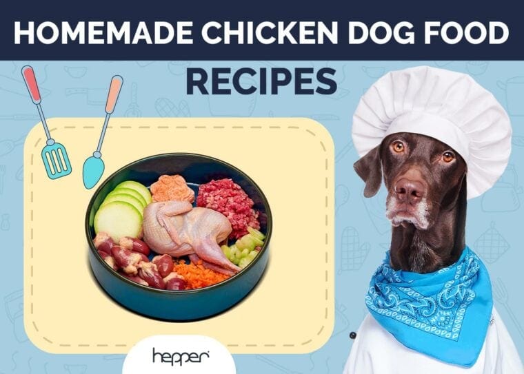 How to boil chicken for a dog