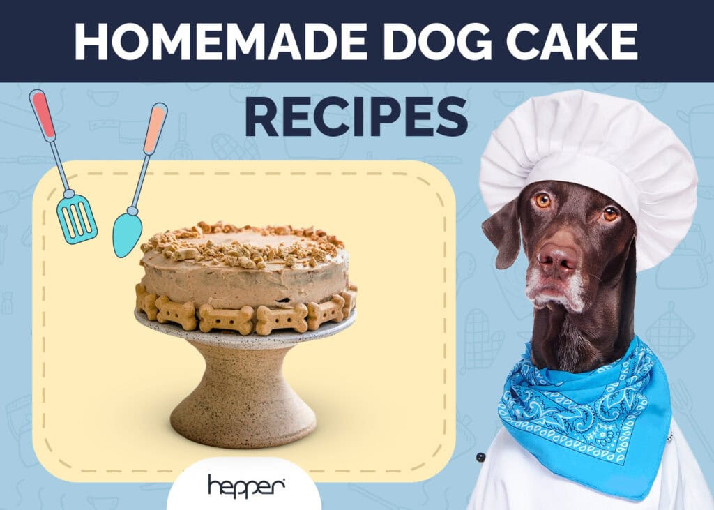 Dog Cake Recipes Your Dog Will Love
