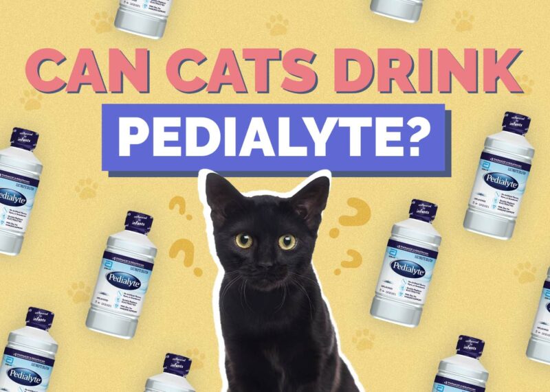 Hepper_Can Cats Drink_Pedialyte 2024