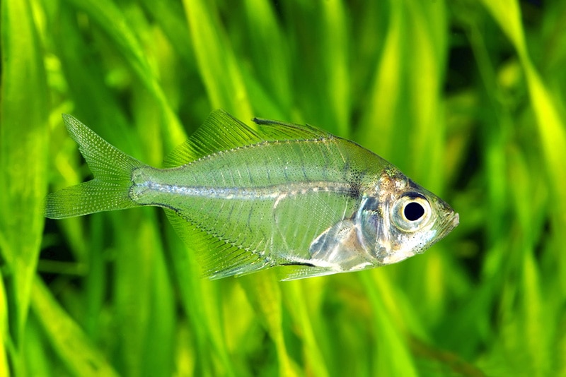 Indian Glassfish
