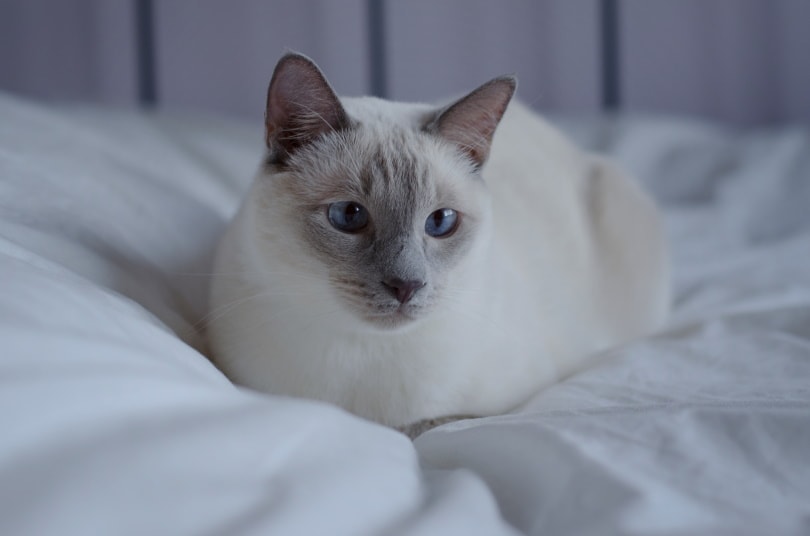 Lilac point siamese cat