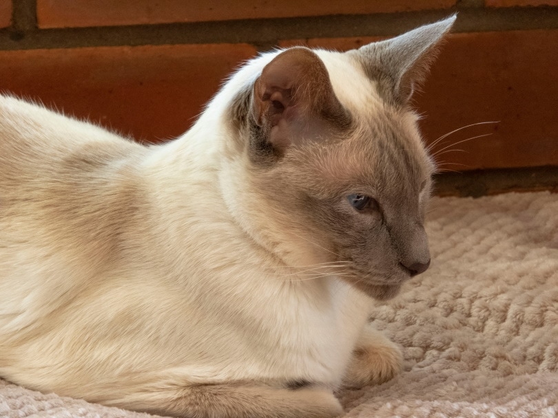 Lilac point siamese cat
