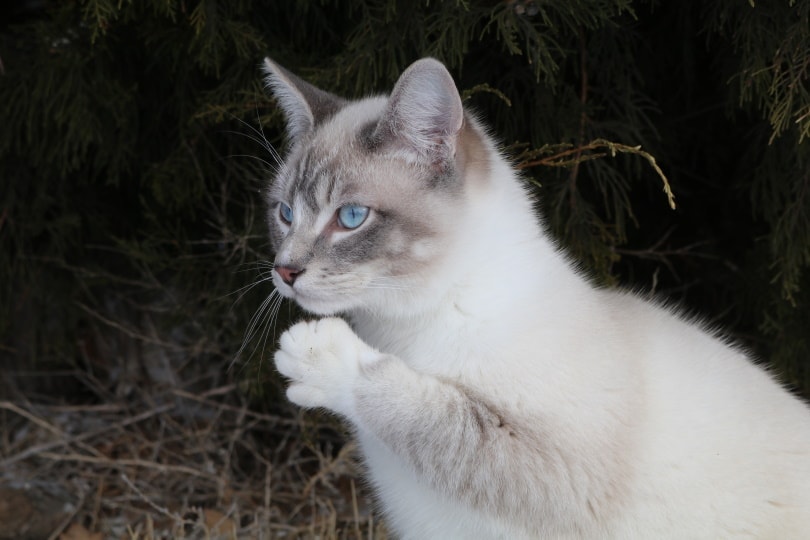 Lilac point siamese cat