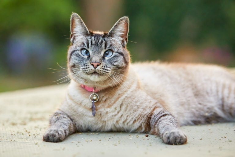 Lynx Point Siamese Info Pictures Origin History Hepper Pet Resources