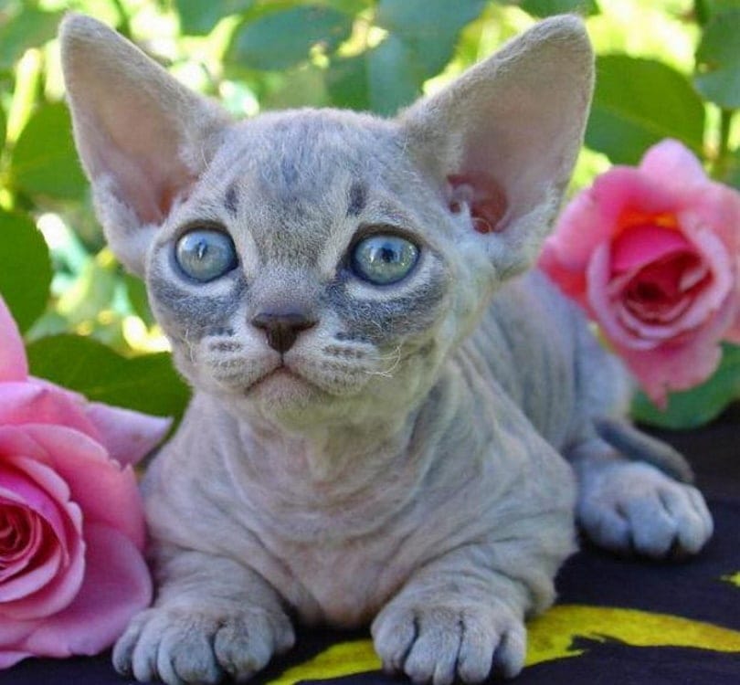 Minskin_Kitten_Female