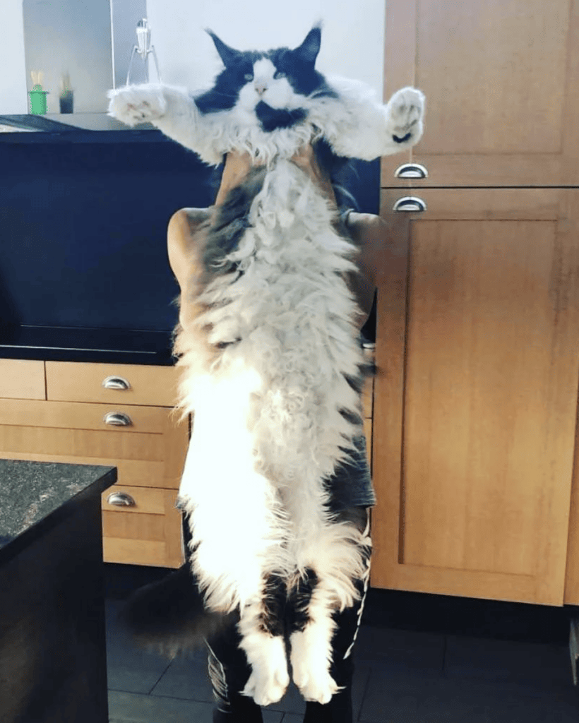 Moonwalk Mognum the cat