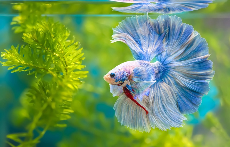Multi color Siamese fighting fish Rosetail halfmoon betta fish