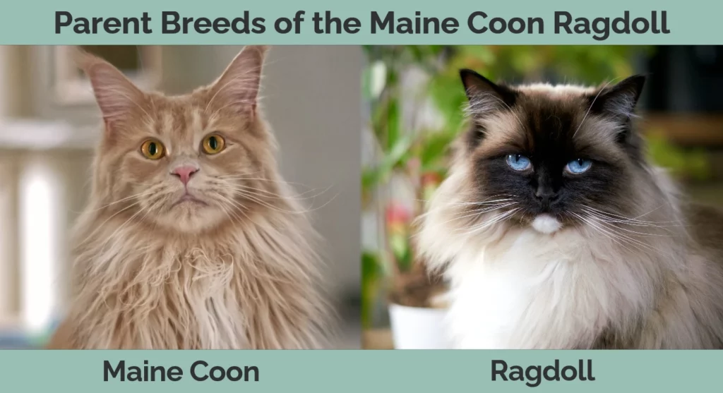 Parent breeds of the Maine Coon Ragdoll