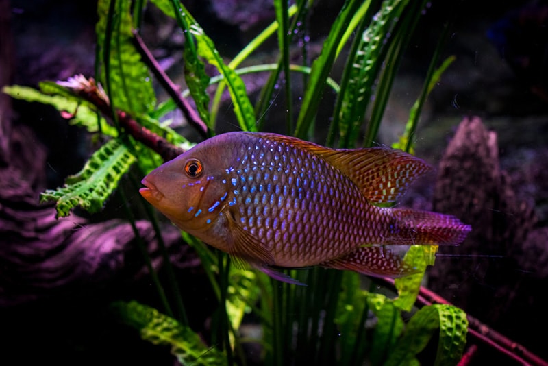 Pearl Cichlid