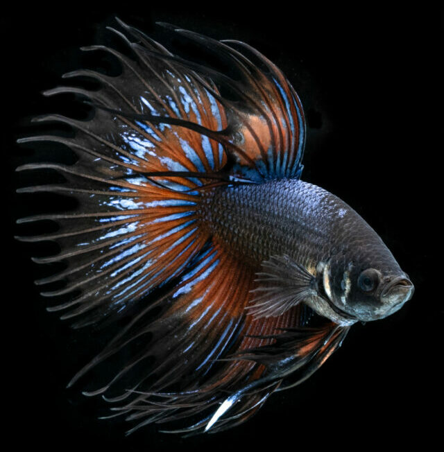 Portrait of Betta Crowntail Black Orchid