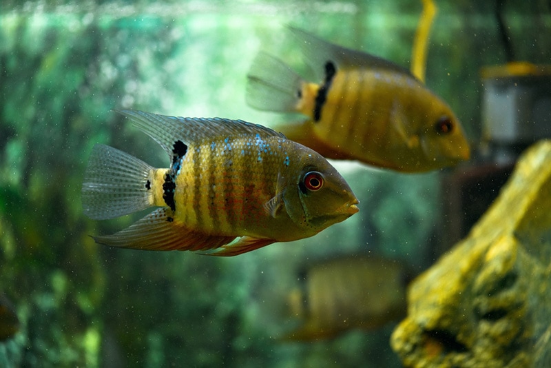 Severum Cichlid