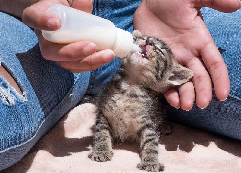 Sick baby kitten takes medicine in bottle of milk
