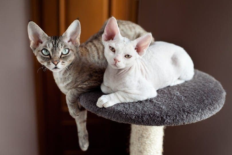 Two devon rex cats sitting on the scratching post