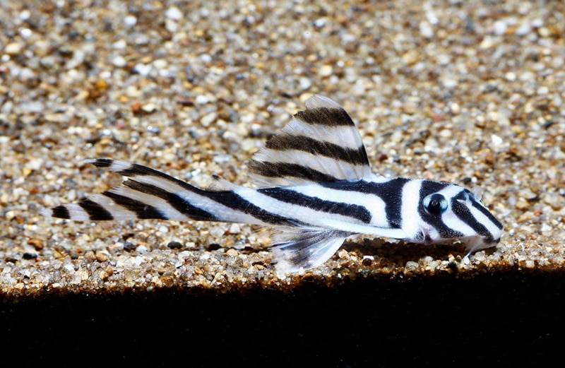 Zebra Plecos