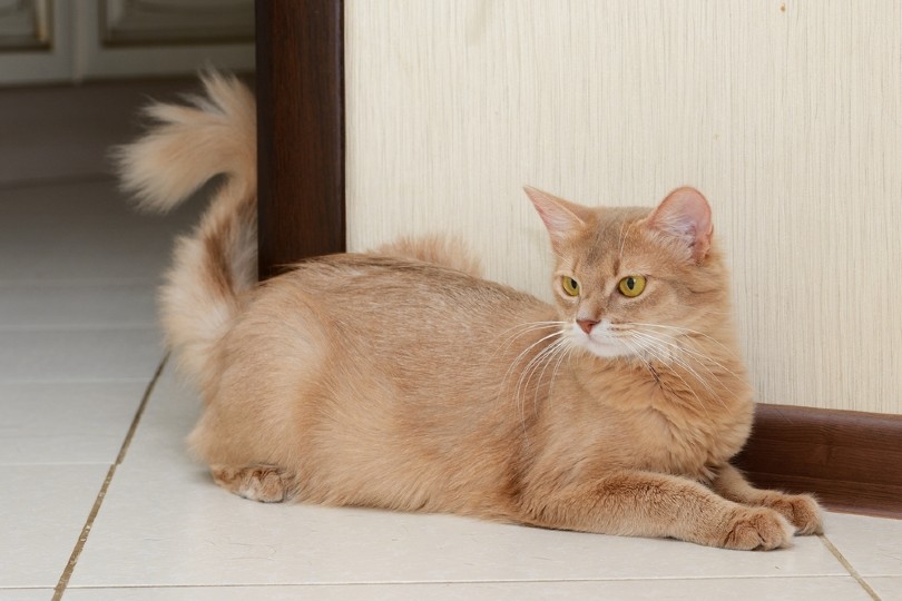a fawn somali cat lying on the floor