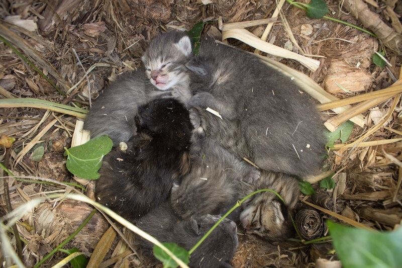 a small group of newborn_bobcats_rests_among_the_damp_earth_and_dry_vegetation_waiting_for_their_mother_rescue_of_abandoned_kittens_on_the_outskirts_of_the_city_alberto_cb_shutterstock
