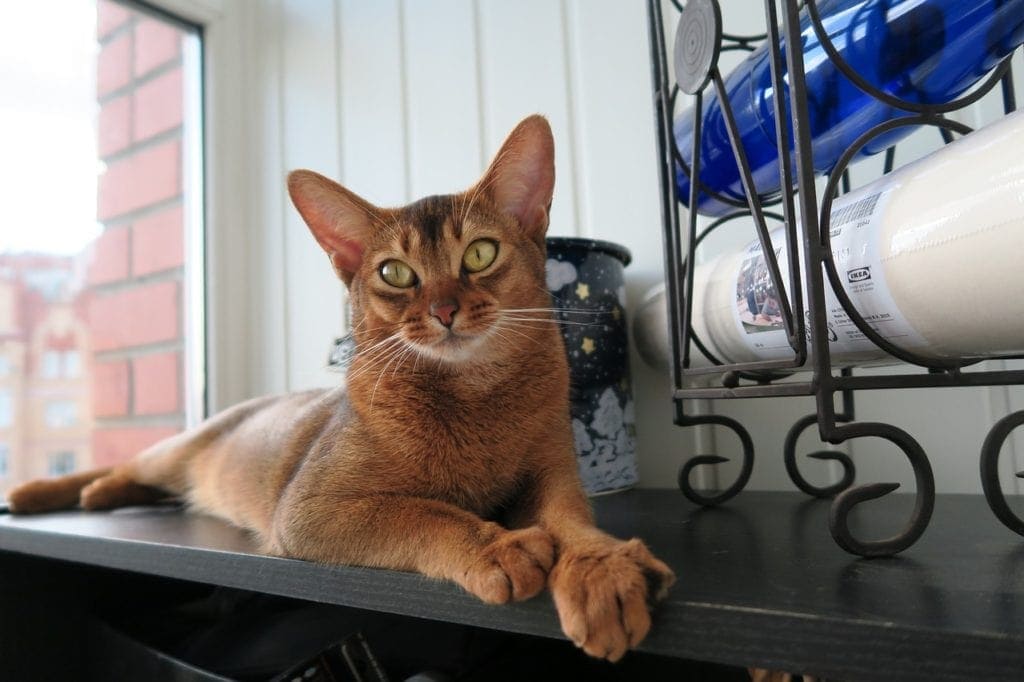 abyssinian cat