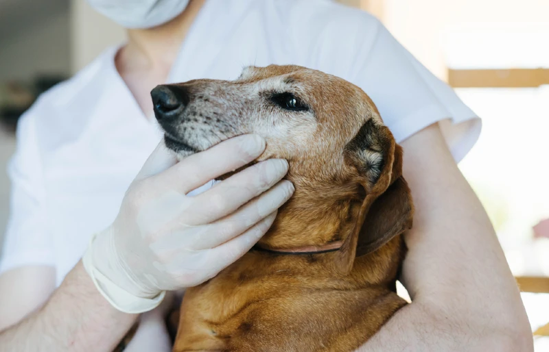 adult red dachshund dog being examined by a veterinarian