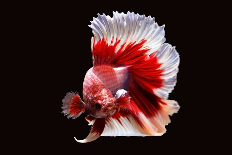 betta butterfly tail rose