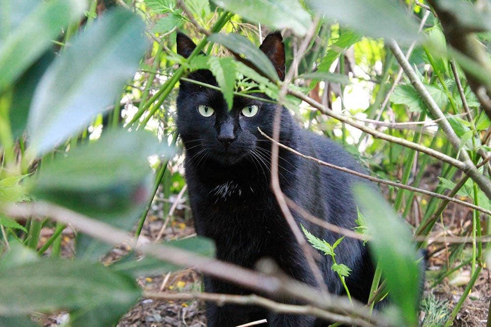 black domestic shorthair