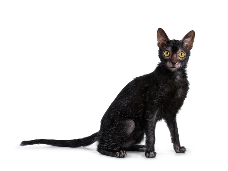 black lykoi cat