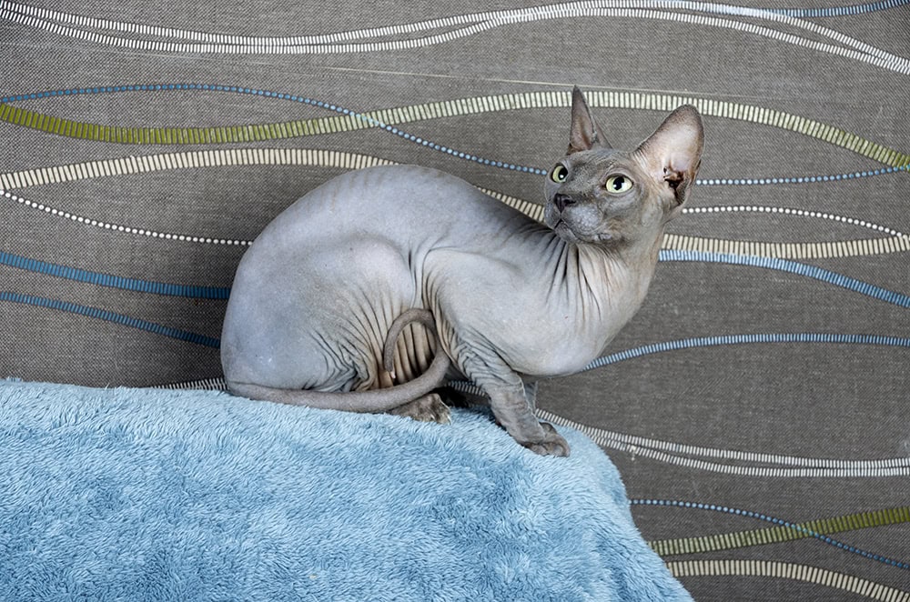 Blue Canadian Sphynx cat