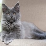 blue smoke maine coon cat lying on the couch