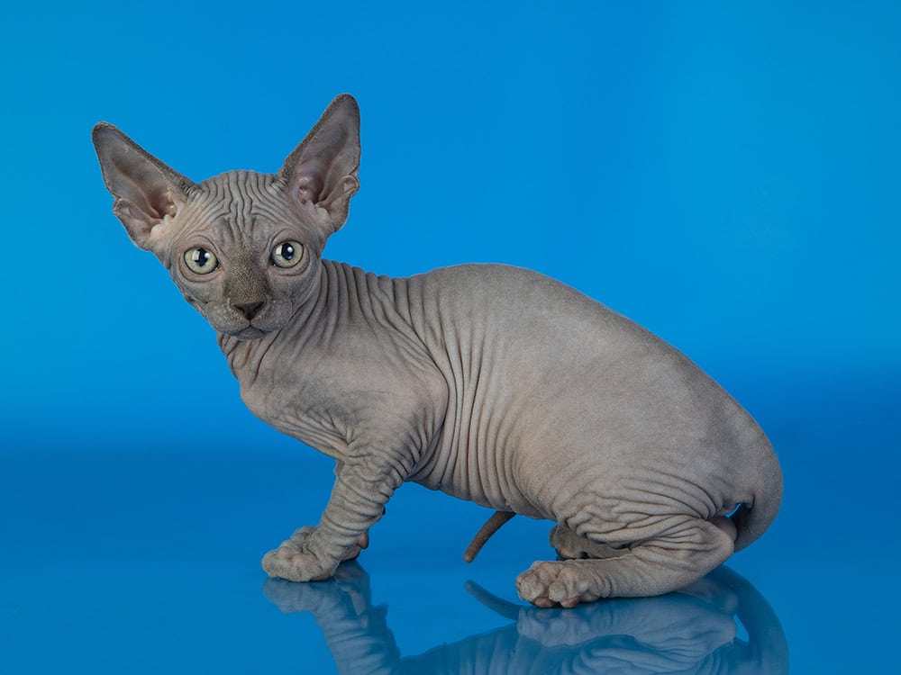 blue sphynx kitten