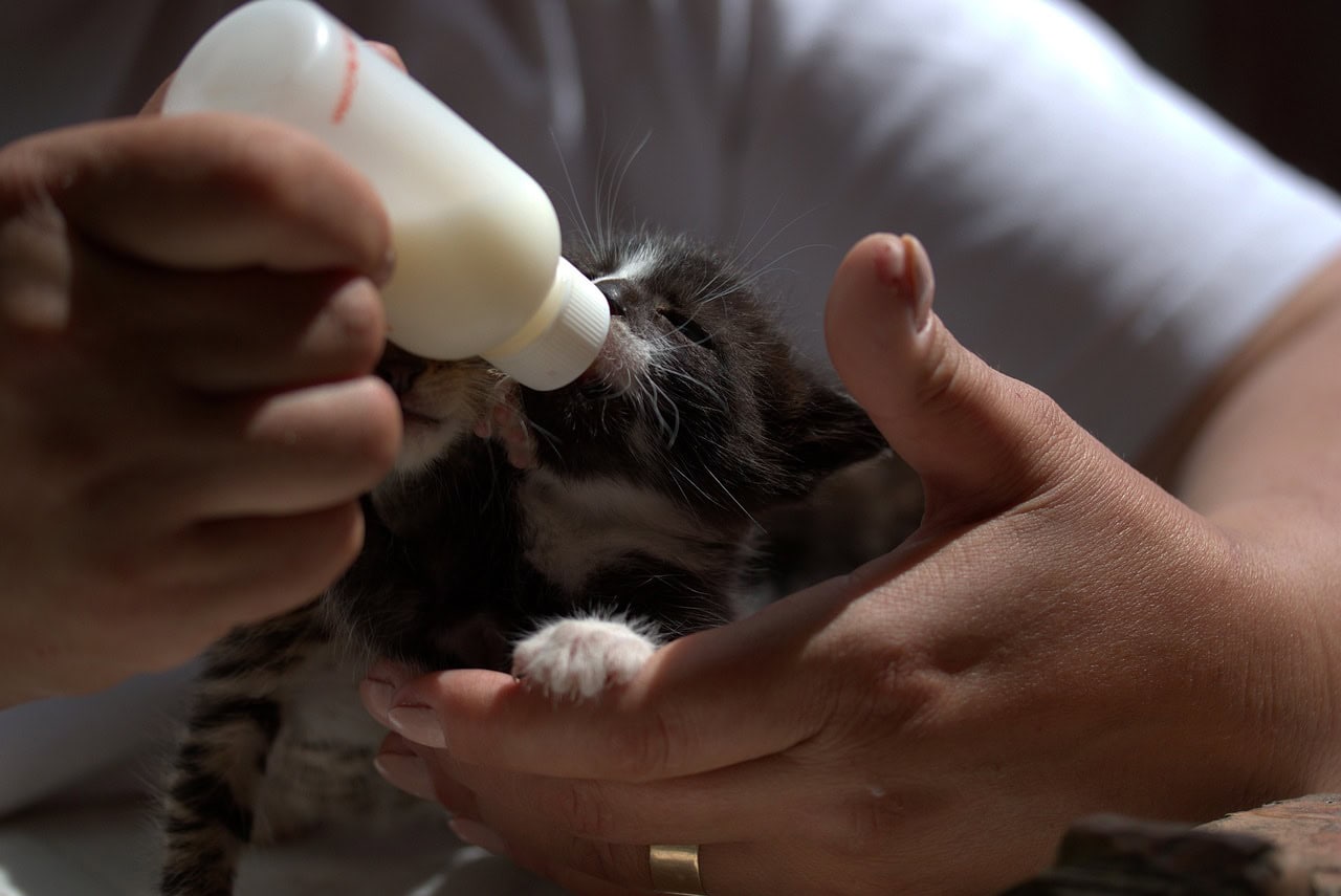 bottle feeding a tuxedo kitten
