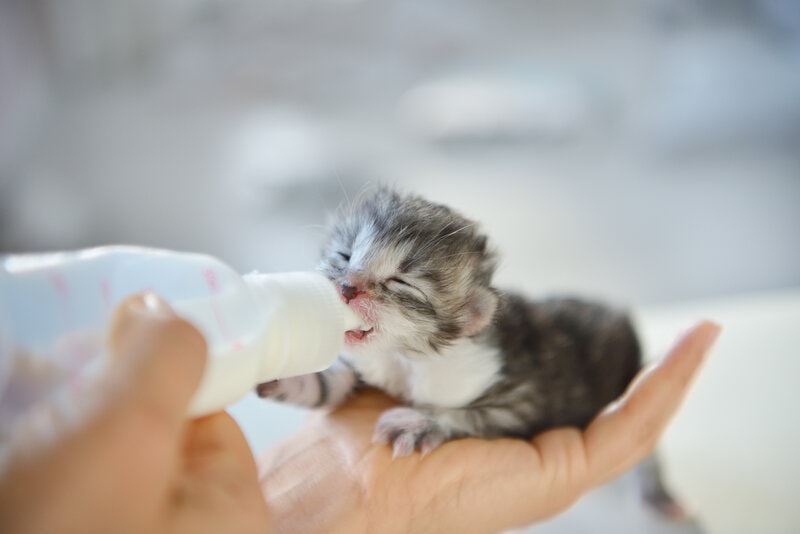 bottle-feeding newborn kitten