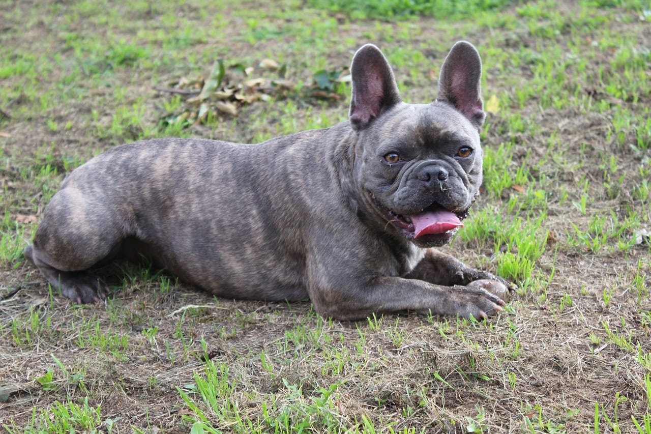 brindle french bulldog lying on the grass