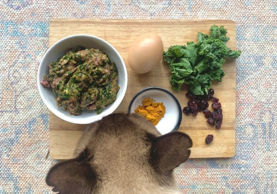 burmese cat smelling fresh raw chicken cat food recipe
