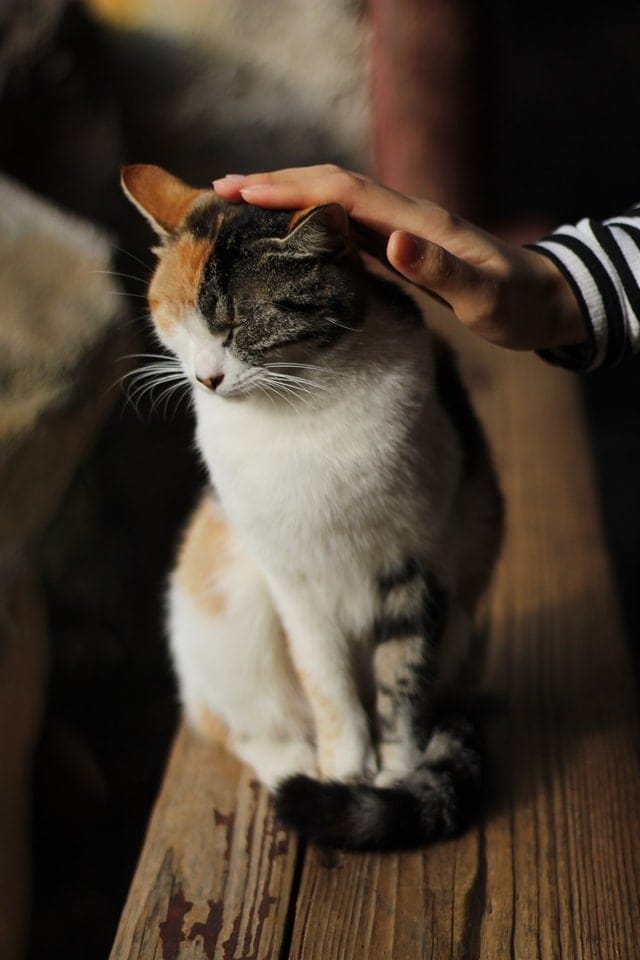 calico domestic shorthair