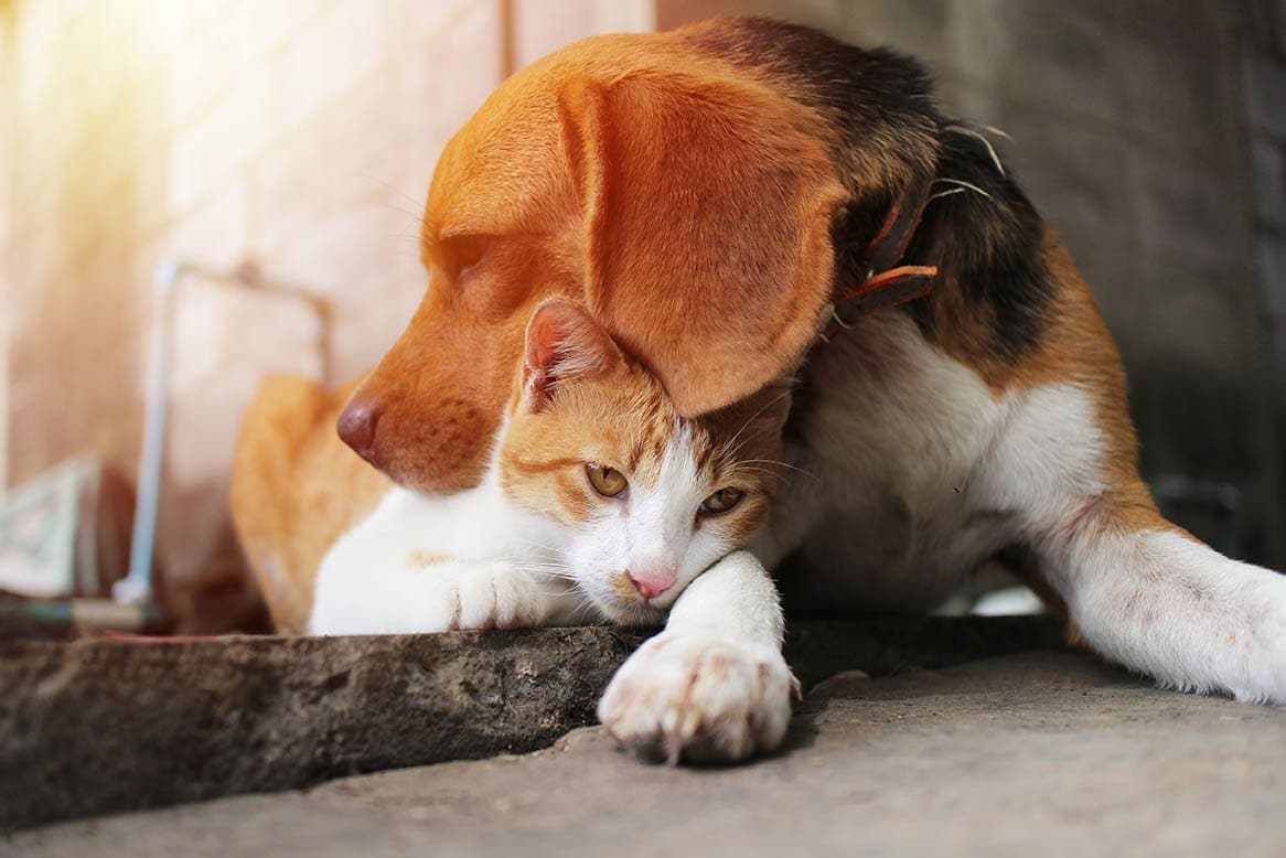 cat and beagle cuddling