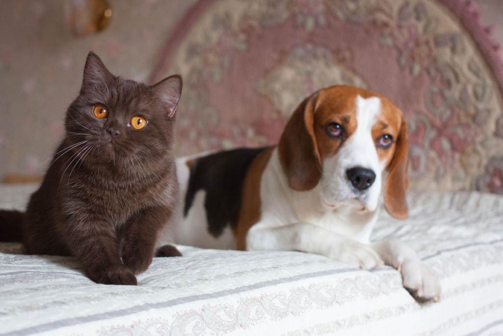 cat and beagle in bed