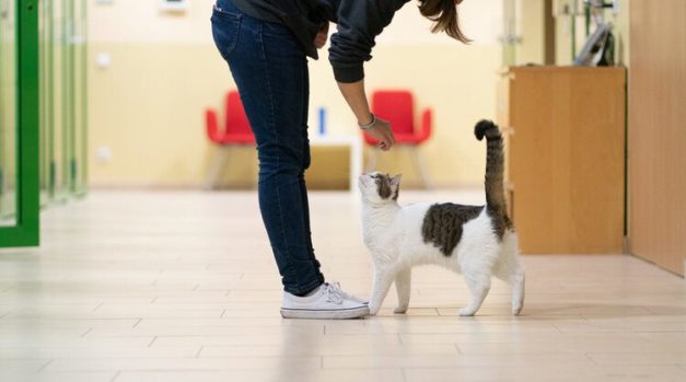 How Much Do Cats Cost At PetSmart 2026 Update Hepper Pet Resources Cat Being Adopted Anika Moritz 627x349 
