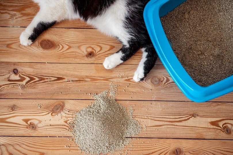 cat beside litter box