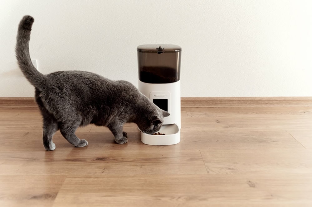 cat eating from a smart feeder