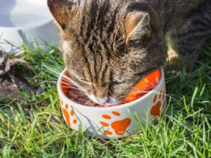 cat food recipe tuna eating in grass